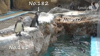 海響館 なぜかゾロゾロ縁に並ぶフンボルトペンギン達