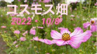 昭和記念公園コスモス畑2022・10/9