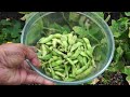 cultivate your own edamame a guide to growing and enjoying soybeans