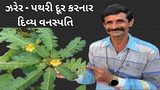 Little tree plant- પેશાબનાં રોગો અને પથરી દૂર કરનાર દિવ્ય ઔષધિ 💯👌#nature #yoytube vidio