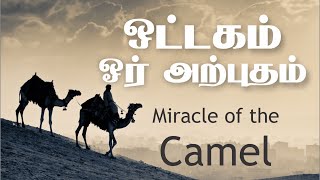 ஒட்டகம் ஓர் அற்புதம் - Miracle Creation of Camelᴴᴰ┇Miracle Creation of Allah┇Way to Paradise Class