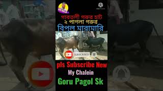 গাবতলী গরুর হাটে, 2পাগলা গরুর বিপুল মারামারি। Goru pagol Sk