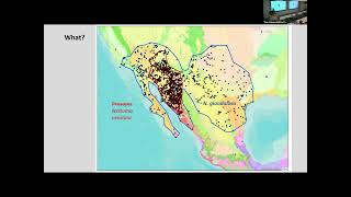 Mesquite Mysteries: form, function, and restoration of riparian bosques