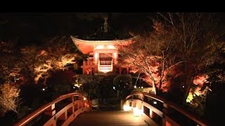 京都 醍醐寺 紅葉ライトアップ 2012年