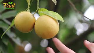 Fruit Mansion এর সঙ্গে ফলের আসল স্বাদ উপভোগ করুন