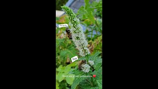 Bees and Hoverflies. How to recognize them?