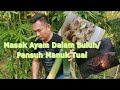 Masak Ayam Dalam Buluh/Ruas Gulai Upak Kecala dengan Bunga Kecala // Pansuh Manuk Tuai