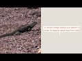 desert spiny lizard facts you won t believe