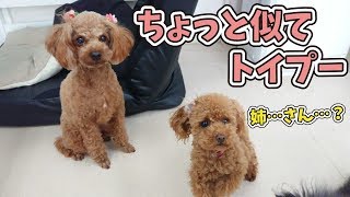 ちょっと似てトイプードル 🐶ひみつきちなう！①🐶 (チワワ ポメラニアン ミニチュアダックス) 2019年11月21日