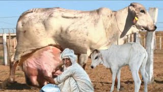 Highly Milking Biggest Udder Gir Cow Breed | Gir Gay Farming documentary