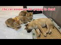 The kitten loves to watch the puppy sleeping. The daily life of cats and dogs is very funny. Cute😊