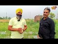 highly profitable muskmelon farming by s.paramjit singh nangal abiana nurpurbedi