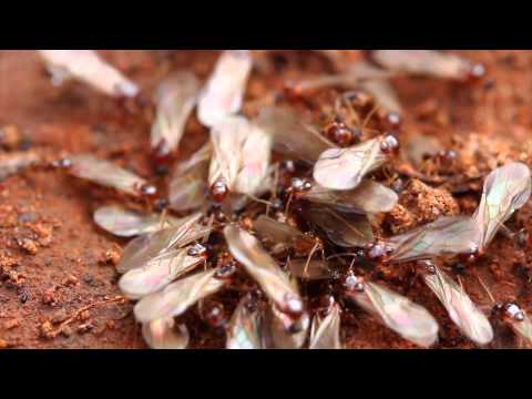 Termites: Signs and prevention tips Termites: Signs and prevention tips