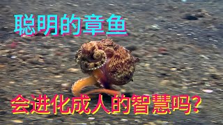 Smart octopus, have the opportunity to evolve like human intelligence life]