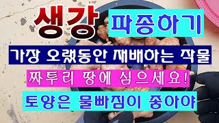 [텃밭농부 1,406]  생강 종강을 파종 하는 방법. 가장 재배 기간이 긴 작물 #생강재배