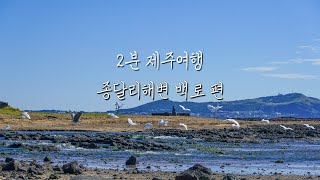 [2분 제주여행] 제주 버드와칭(Birdwatching in Jeju) | 파도소리, 새소리, 백로소리, 밝은 음악과 함께 자연 백색소음, ASMR | 종달리해변, 백로, 제주철새