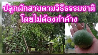 ปลูกผักสาบไม่ต้องทำค้างโดยอาศัยต้นไม้ธรรมชาติ