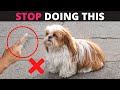 12 Things you Should Never do to your Shih Tzu