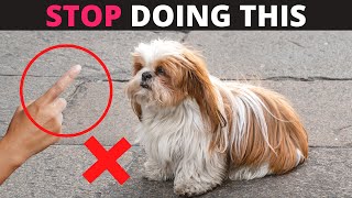 12 Things you Should Never do to your Shih Tzu