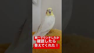 【意思疎通❗️】朝ちゃんとでっかいウンコしたか確認したら答えてくれた❗️ #shorts #cockatiel #オカメインコ #ルチノー #ペット #かわいい #ウンコ #うんち