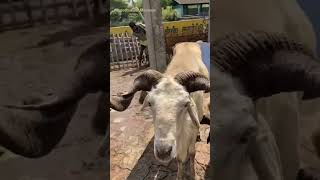 மயிலாம்படி ஒரிஜினல் பெரிய கொம்பு கிடா /2 வருட கிடா /Mylampadi Good Quality Sheep 💯