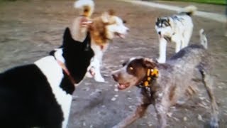 Husky Gangs Takeover Dog Park