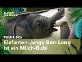 Aus dem Gröbsten raus? (Folge 826) | Elefant, Tiger & Co. | MDR