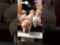 cute dog #shorts #dog #viral #subscribe