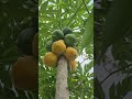 papaya fruits viral garderningtips farming shortsfeed garden gardenplants trendingsa