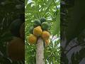 Papaya fruits#viral#garderningtips#farming#shortsfeed#garden#gardenplants#trendingsa