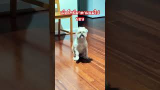 เมื่อโทนี่มาตามแม่ไปนอน #doglover #dog #dogs #cutedog #cutedog ￼