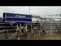 delaval sort gate dsg10