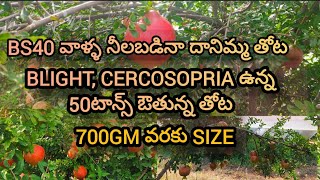 700gms తోట, బ్లైట్ కి #bs40 దెబ్బకి blight హబ్బా వీడియోలో తోట #BHUVICHOWDARY #9550007112#pomegranate