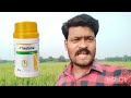 syngenta vestoria bph এর মৃত্যু বান এক স্প্রে তে ধানের বাদামি শোষক পোকা বা bph শেষ triflumezopyrim