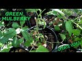 Grafting Green Mulberry Update Video