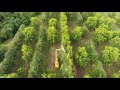 graham pecan farm hedging june 2017