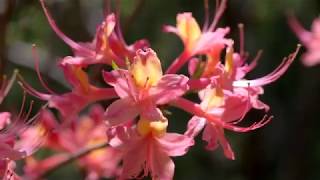 Where Flowers Bloom Long Version