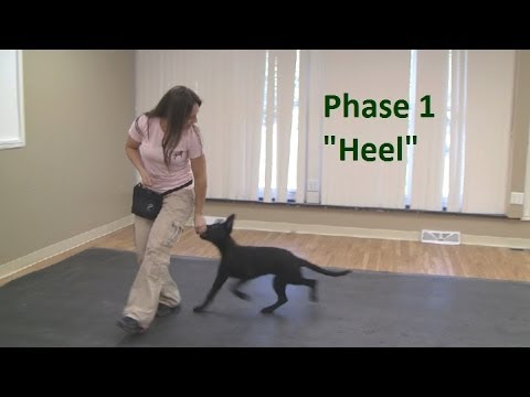 How to Train a Dog to How to Train a Dog to