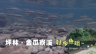 坪林金瓜寮溪，魚超多，超親切，就在你面前的水中游來游去 (Jingualiao Stream)