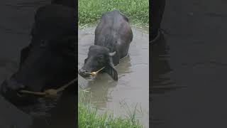 ഞാൻ സ്വന്തം കുത്തി കൊളമാക്കിയ കുളമാ😂🐂#pets #love #funny #viralvideo #shortvideo#comedy #malayalam