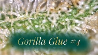 Strrain Review - Gg4 - Gorilla Glue 4 - MMJ Total Health Care