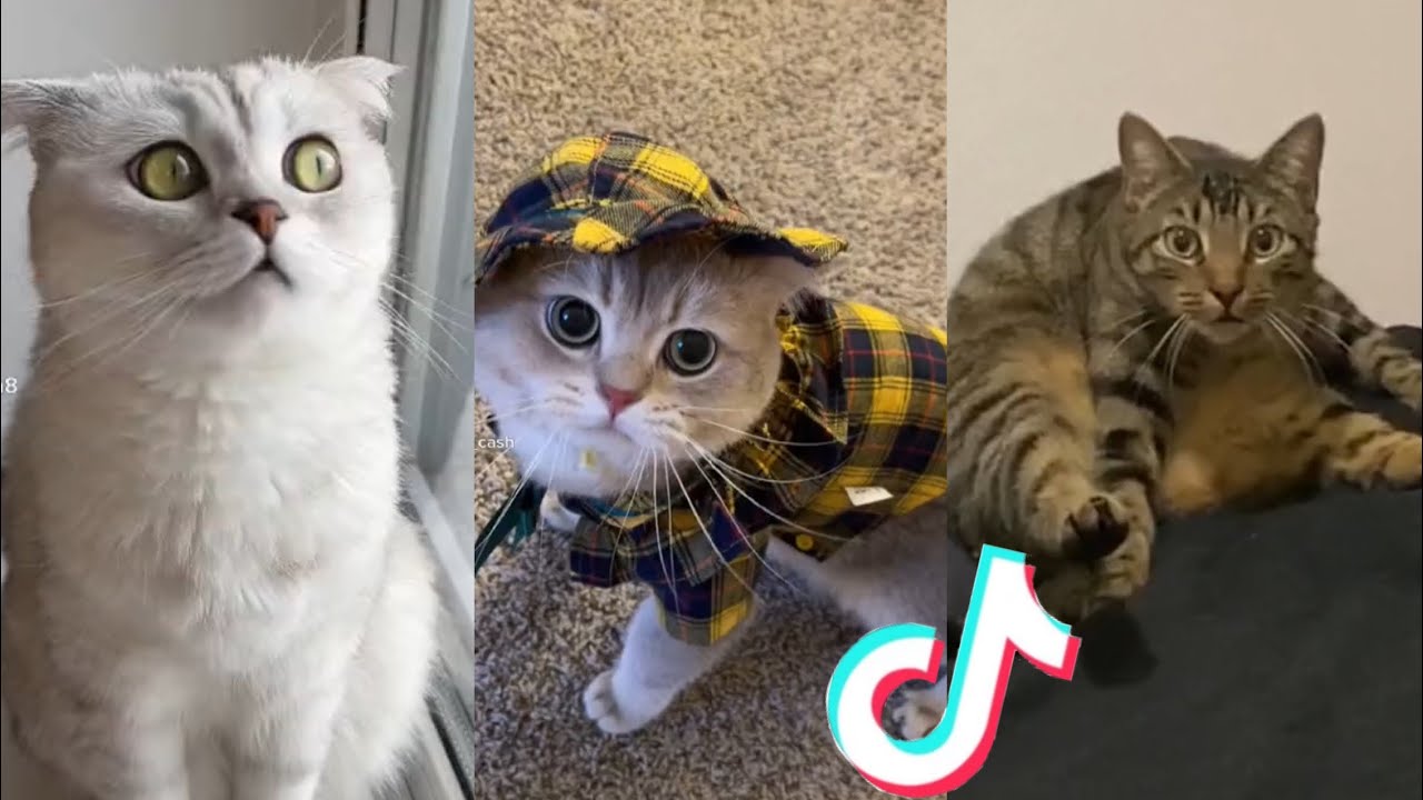 BEST CAT TIKTOKS!! #14 - YouTube