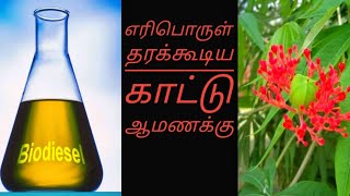 காட்டு ஆமணக்கு|jatropha multifida|மூலிகை பெட்ரோல்|Jatropha multifida, (Coral Plant)| காட்டாமணக்கு