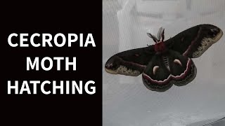 Cecropia Moth Hatching