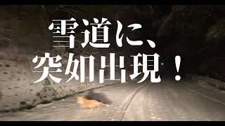 レア映像？雪道で◯◯◯と遭遇⁉【庄原市比和町】