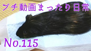 【モルモット】プチ動画 まったり日常 No.115 Relaxed daily life【kawaii guineapig】