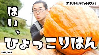 ハロウィン用お化けかぼちゃの収穫と少し展示 Harvest and little display of Halloween pumpkins