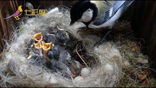 鸟妈妈带回食物有限，面对一窝饥饿的幼鸟，你看它会怎么分