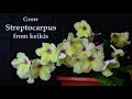 Grow Streptocarpus From Keikis, Baskets or Baby Plants