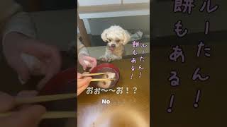 お汁粉を食べる犬【関西弁でしゃべる犬】#138 Dog eating sweet red bean soup  [Dog talking in Kansai dialect]  #shorts